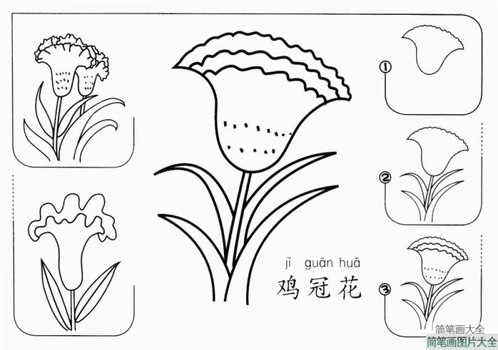 鸡冠花怎么画  第1张