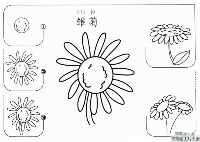 雏菊怎么画