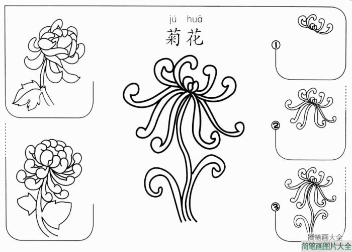 菊花怎么画  第1张