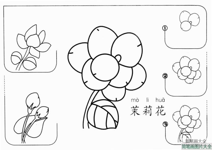 茉莉花怎么画