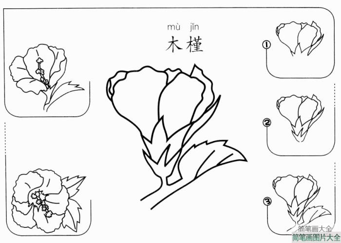 木槿怎么画