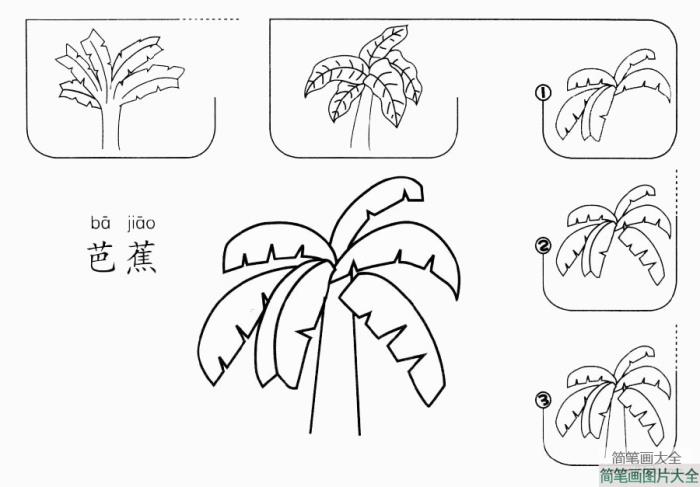 芭蕉树怎么画