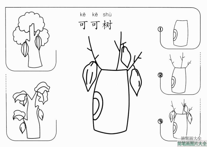 可可树怎么画  第1张