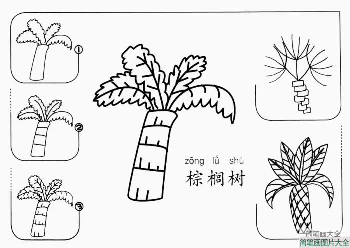 棕榈树怎么画  第1张