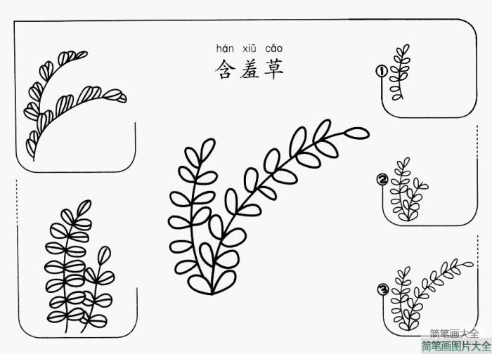 含羞草怎么画  第1张