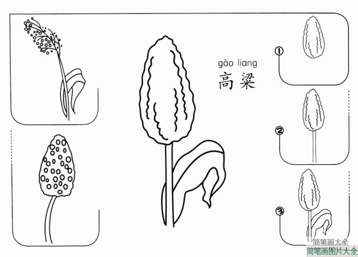 高粱怎么画  第1张