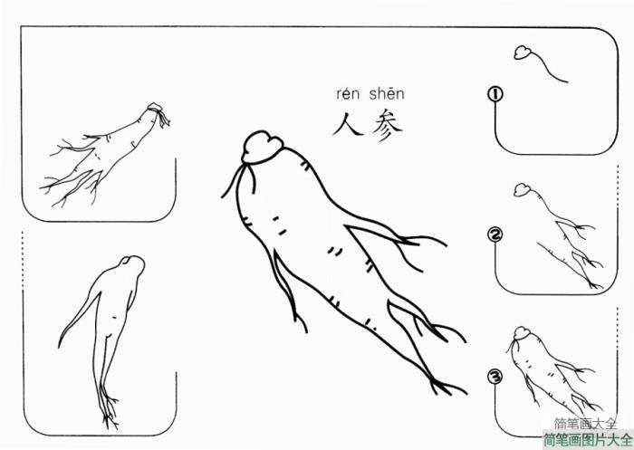 人参怎么画  第1张