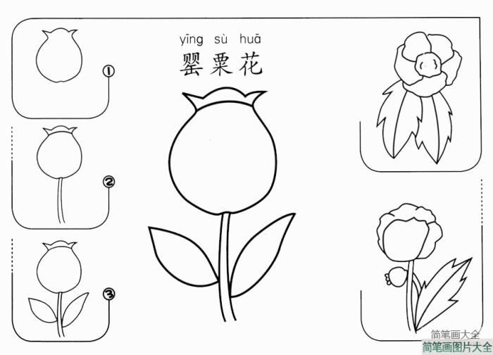 罂粟花怎么画