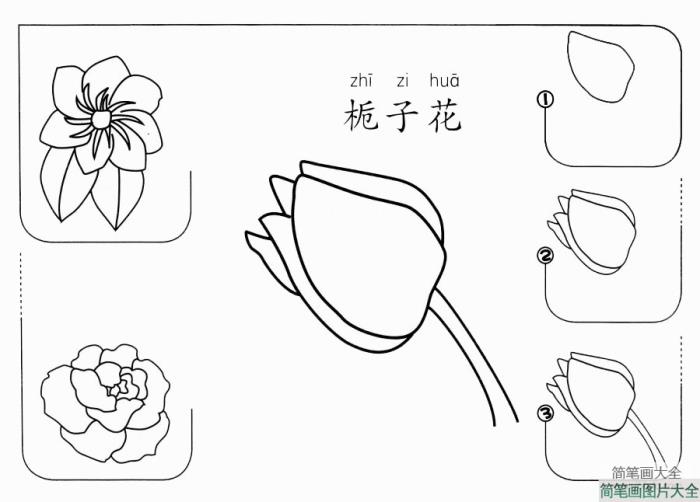 栀子花怎么画