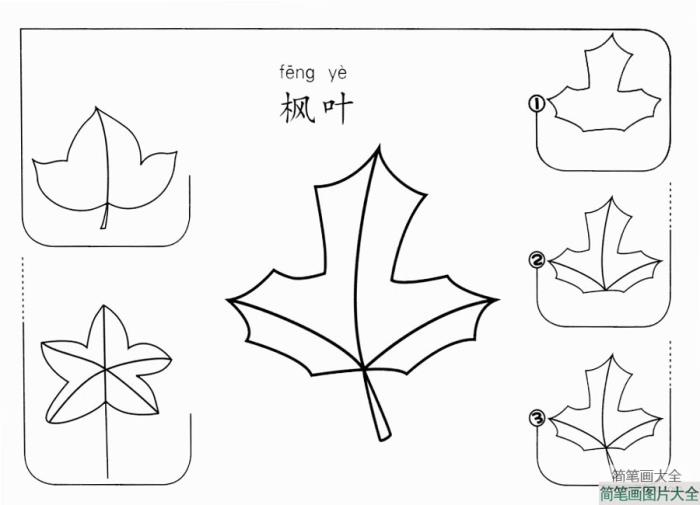 枫叶的简笔画步骤