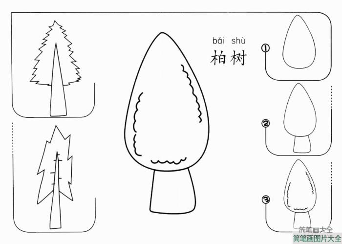 柏树怎么画  第1张