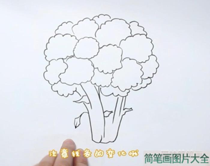 西蓝花简笔画  第2张