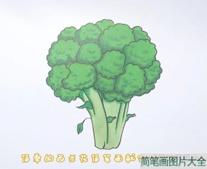 西蓝花简笔画  第4张