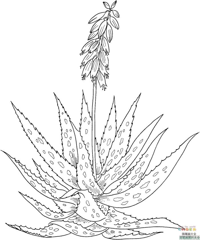 盛开的芦荟简笔画