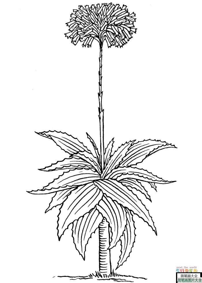 漂亮的芦荟简笔画