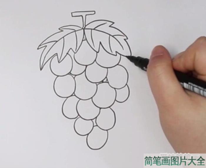 葡萄简笔画  第2张