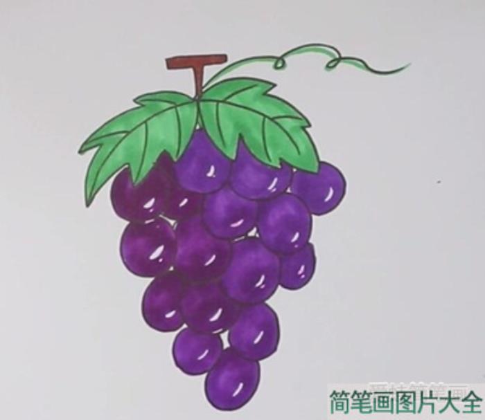 葡萄简笔画  第4张