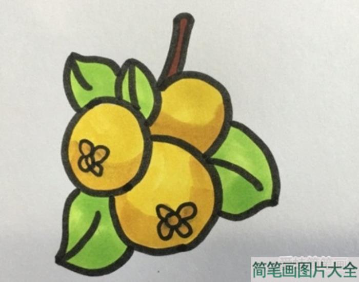 枇杷简笔画  第5张