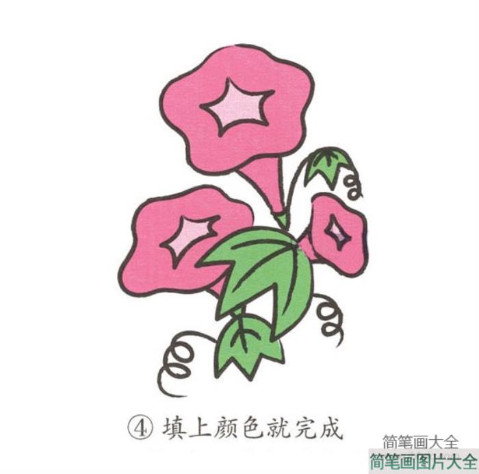 幼儿简笔画_牵牛花  第4张