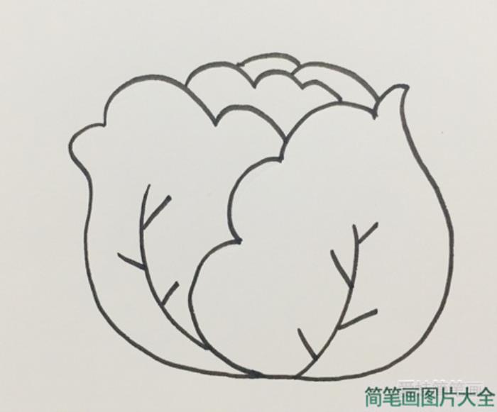 卷心菜简笔画  第4张