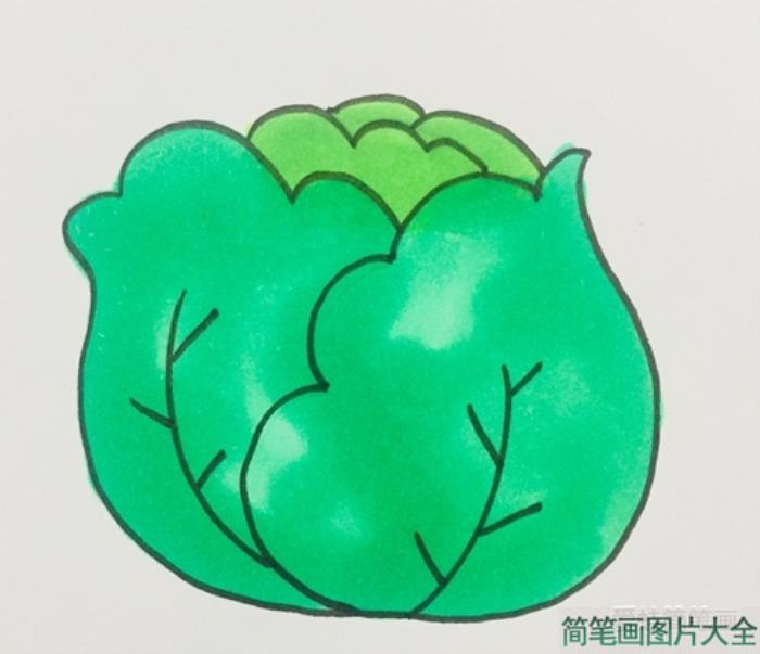 卷心菜简笔画  第5张