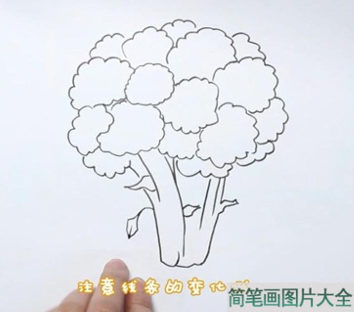 西蓝花简笔画  第2张