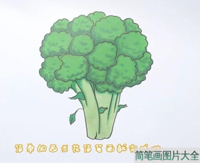 西蓝花简笔画  第4张