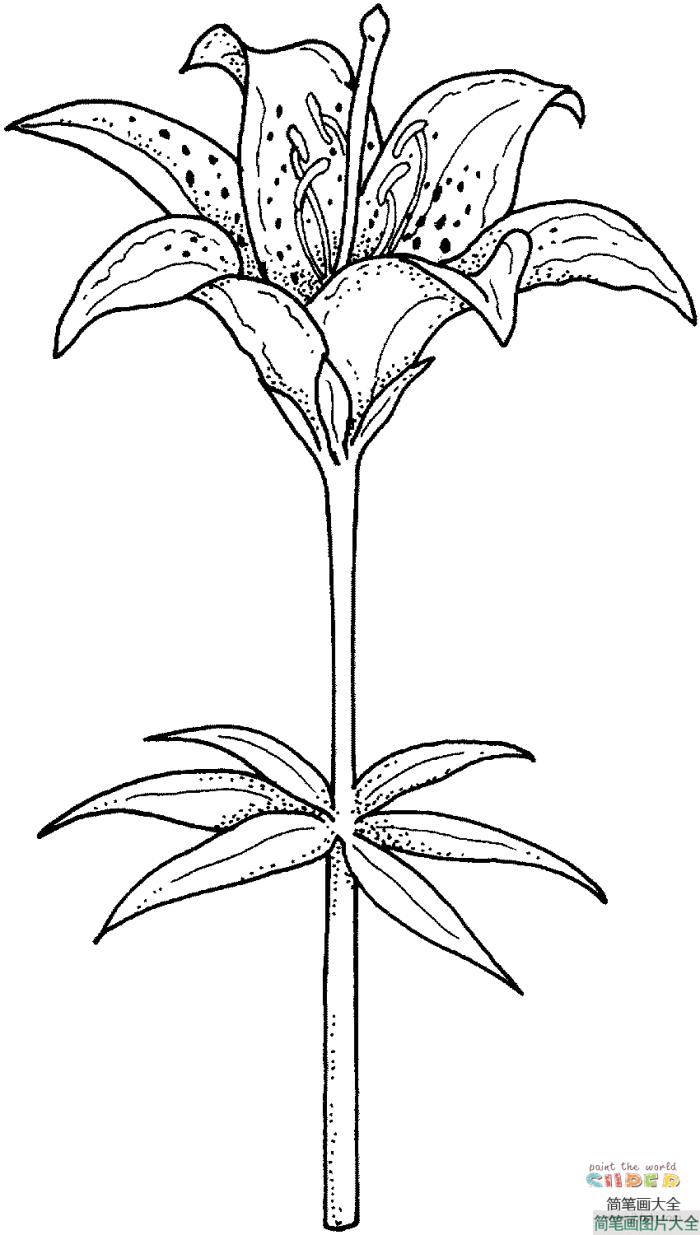 盛开的百合花  第1张