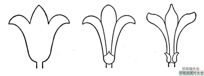 百合花的画法步骤  第1张