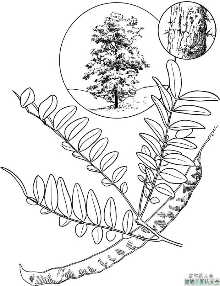 槐树树枝简笔画图片  第2张