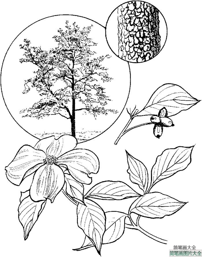 四照花树的花  第2张