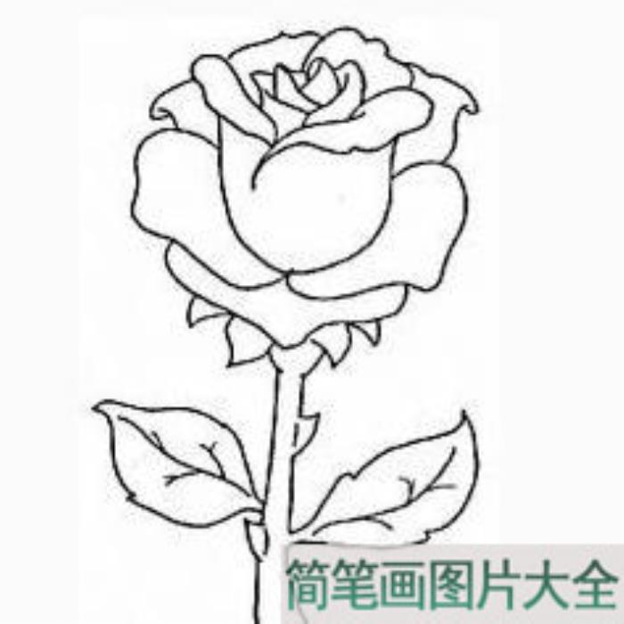 简笔画画玫瑰花_玫瑰花简笔画图片  第1张