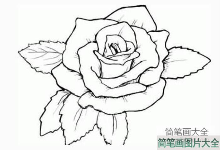 简笔画画玫瑰花_玫瑰花简笔画图片  第3张