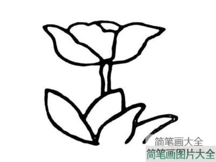 各种花朵简笔画大全_各种花的简笔画图片  第4张