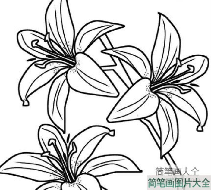 幼儿园花朵简笔画_可爱花朵简笔画  第5张