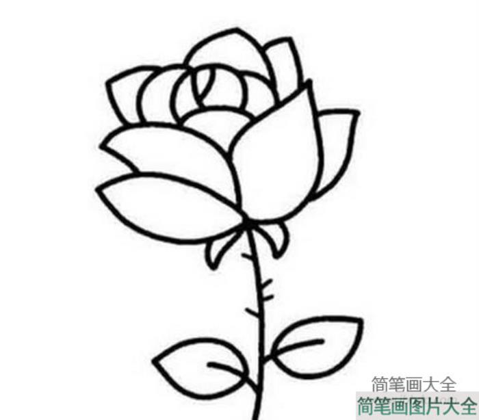 手绘玫瑰花简笔画图片_简笔画玫瑰花的画法  第2张