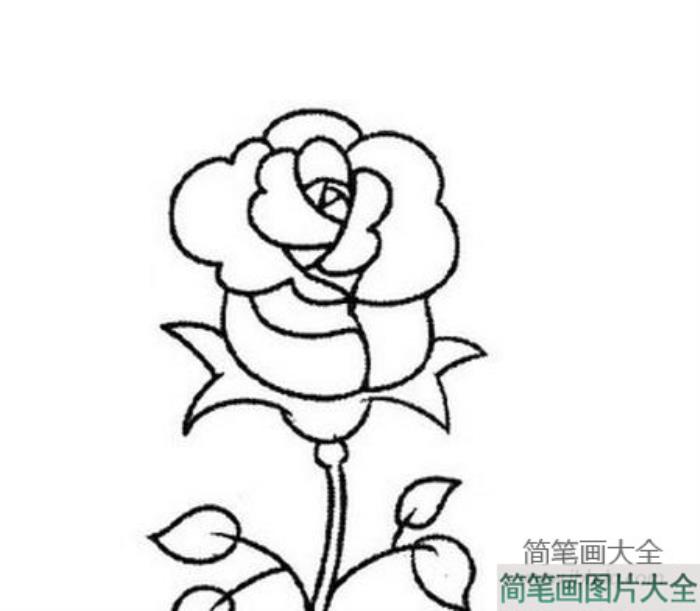 手绘玫瑰花简笔画图片_简笔画玫瑰花的画法  第4张