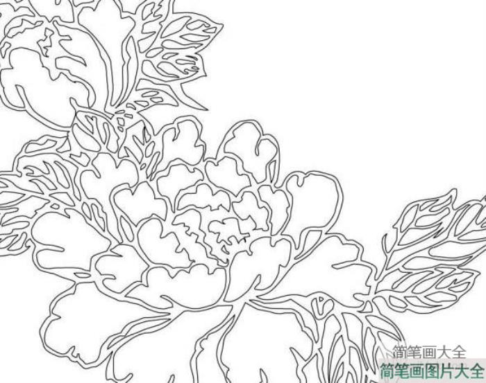 牡丹花简笔画素材_牡丹花图片简笔画