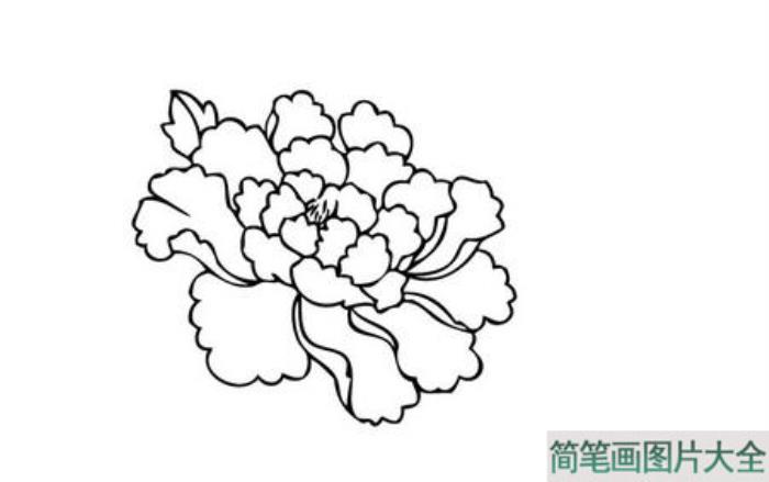 牡丹花简笔画素材_牡丹花图片简笔画  第5张