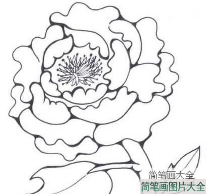 牡丹花朵简笔画_美丽的花朵简笔画