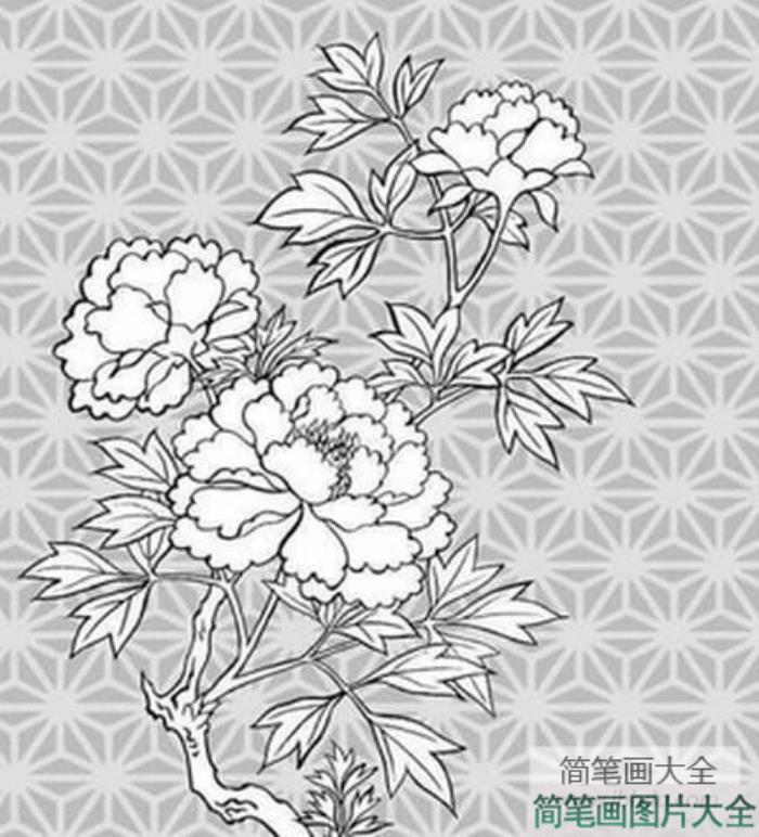 牡丹花朵简笔画_美丽的花朵简笔画  第2张