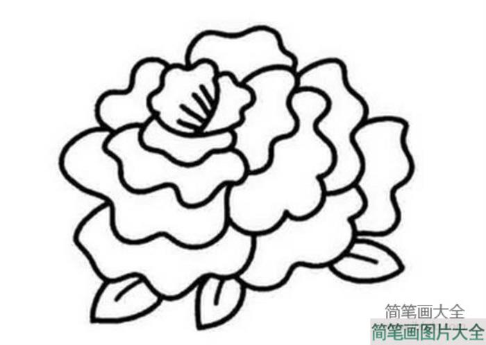 牡丹花朵简笔画_美丽的花朵简笔画  第4张