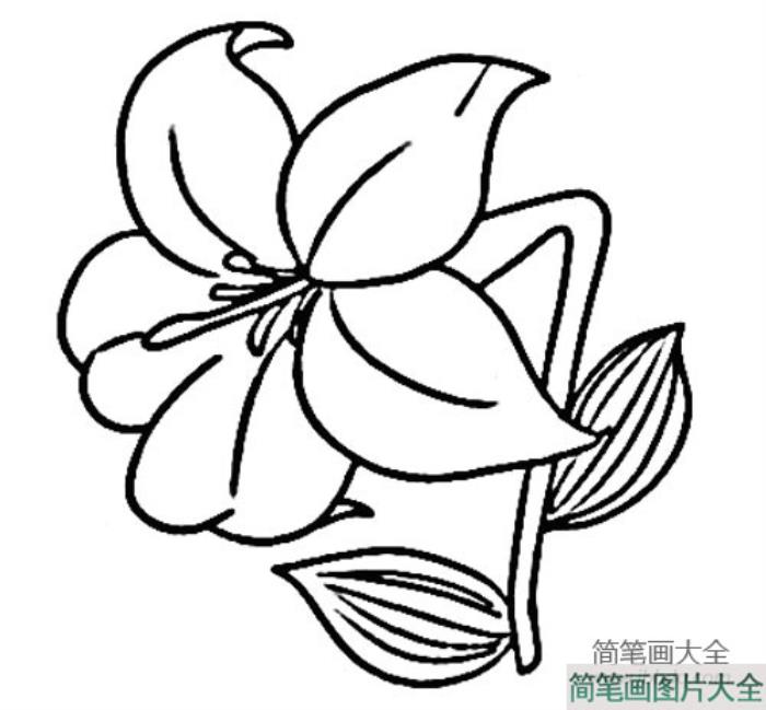 儿童简笔画画花_画花的简笔画图片  第3张