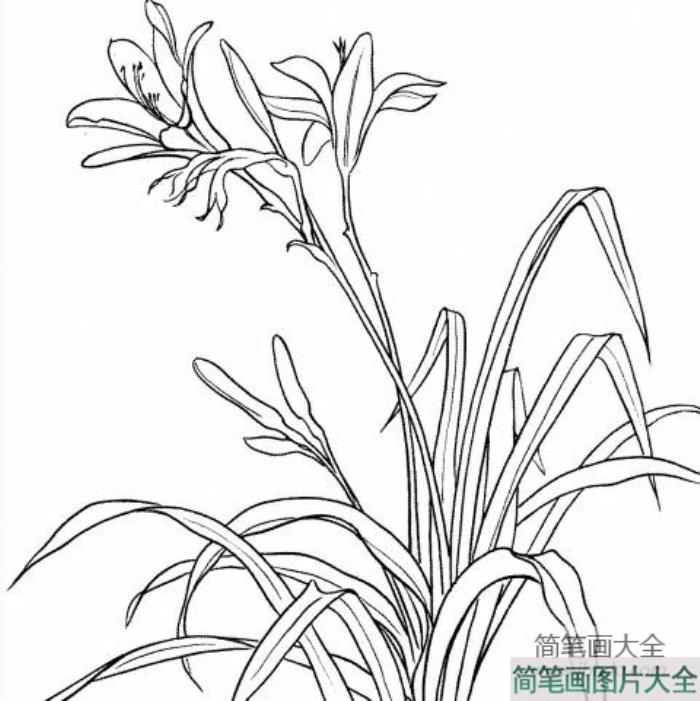 漂亮百合花的简笔画_百合花简笔画图片