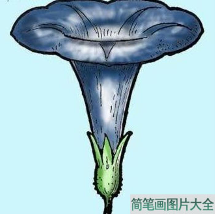 牵牛花的简笔画_幼儿简笔画牵牛花