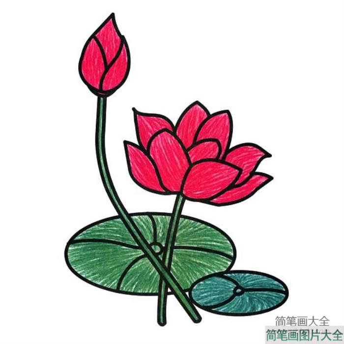 牵牛花简笔画上色_荷花简笔画上色  第2张