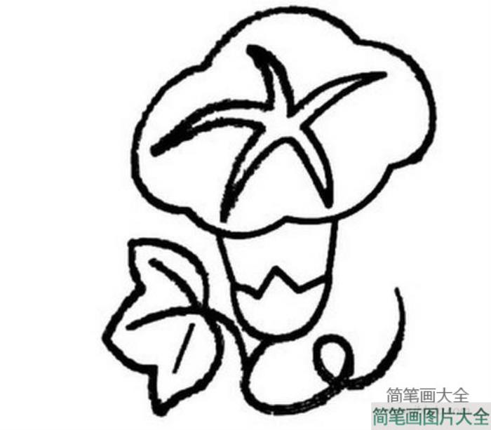 牵牛花简笔画素描_牵牛花简笔画图片  第3张