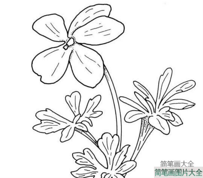 花朵简笔画素材_卡通花朵简笔画  第3张