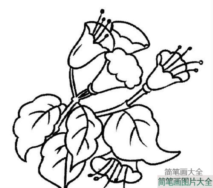 花朵的简笔画_花朵图片简笔画  第3张