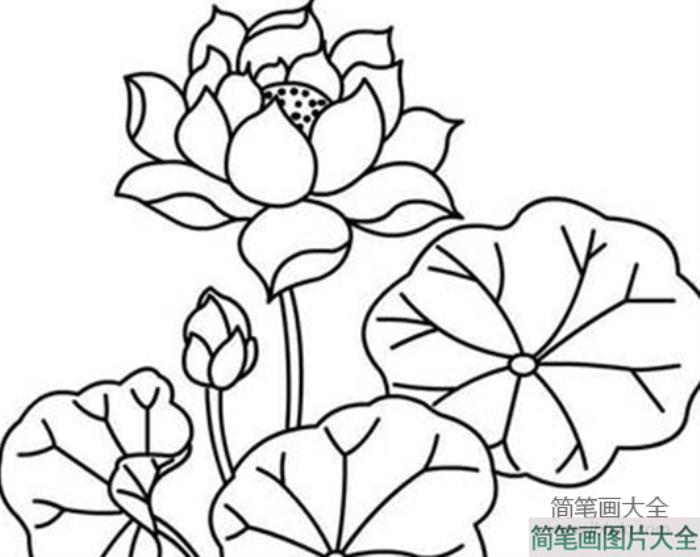 荷花简笔画图片大全_荷花手绘简笔画图片  第2张